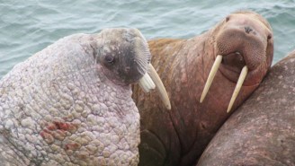 Watch Alaska’s Round Island Reopen Webcam Of Massive Walrus Bachelor Party