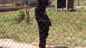 Watch This Freaky Human-Like Bear Take In The Day With A Sunny Stroll