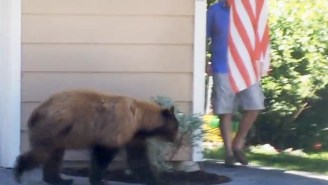 Hilarity Ensues When A Man And A Bear Have An Accidental Run-In