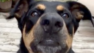 Let’s Give All The Milkbones To This Dog That Learned How To Whisper
