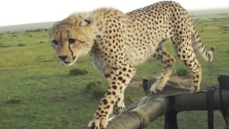 Who Wants To Watch A Clumsy Cheetah Slip And Fall Off A Safari Jeep Roof?
