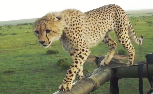 cheetahs-suffered-a-massive-global-population-crash