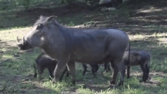 The Detroit Zoo Named Its Warthog Piglets After ‘Game Of Thrones’ Characters