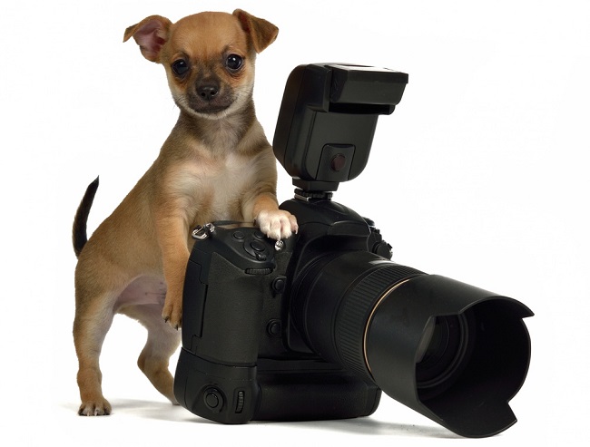 dog-camera