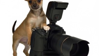 This New Camera Feature Will Turn Your Dog Into A Photographer, No Training Required
