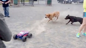 These Dogs Chasing An RC Monster Truck At The Dog Park Are Having The Most Fun Ever