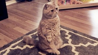 Meet The Internet’s Newest Sensation: George, The Cat Who Stands On His Hind Legs