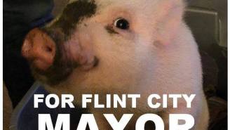 A Pig Named Giggles Is Running For Mayor And Her Opponent Threatened To Eat Her