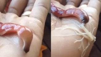 This Creepy Ribbon Worm Is The Stuff Nightmares Are Made Of