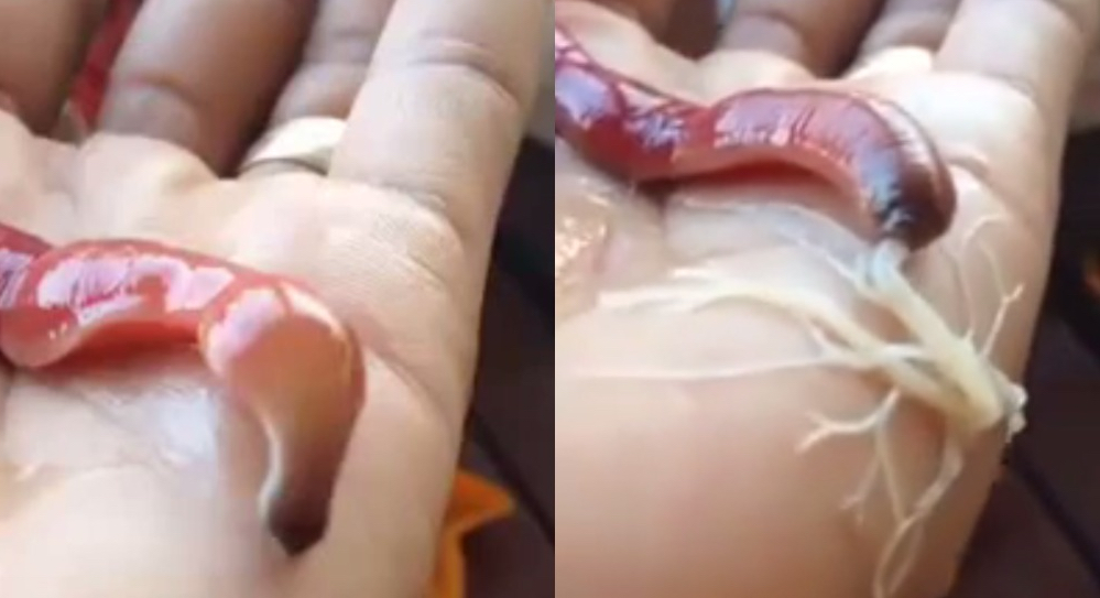 Creepy ribbon worm unleashes gooey white web on caretaker's hand