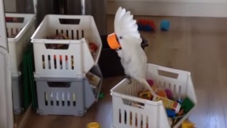 This Cockatoo Really Loves The Excellent Acoustics Of A Plastic Cup
