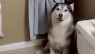This Husky Dog Presents An Excellent Argument Against It Being Bath Time