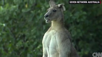 From A Bear Who Catches, To A Jacked Kangaroo: A Celebration Of Animals That Act Like People