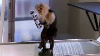 ‘Silicon Valley’ And Kiko The Monkey Were Responsible For The Funniest Scene Of The Year