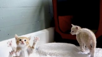 Watch This Adorable Kitten That Doesn’t Know How To Kitten