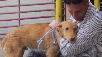 Watch This Dog’s Heartwarming Reunion With The Marine Who Rescued Him