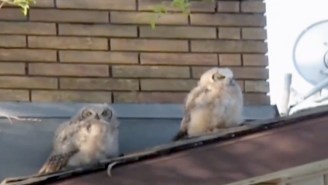 Who Wants To Watch An Owl Poop On Another Owl And Then Run Away?