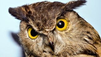 A Colorado Man Doesn’t Give A Hoot, Using A Stuffed Owl To Defend Himself In Court