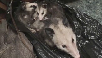 This Lady Was Surprisingly Chill After Finding A Family Of Possums Living In Her Closet