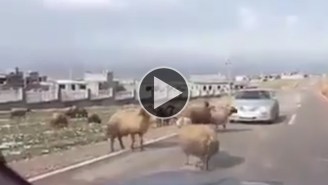Watch These Rams Smash Up An Impatient Driver’s Car