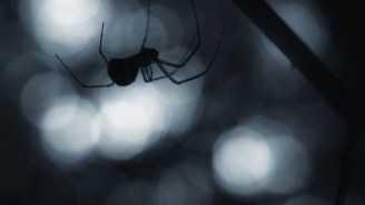 NOPE: It’s Raining Spiders In Australia, So Stay Inside Forever