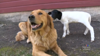 A Golden Retriever Named Tammy Adopted An Abandoned Baby Lamb