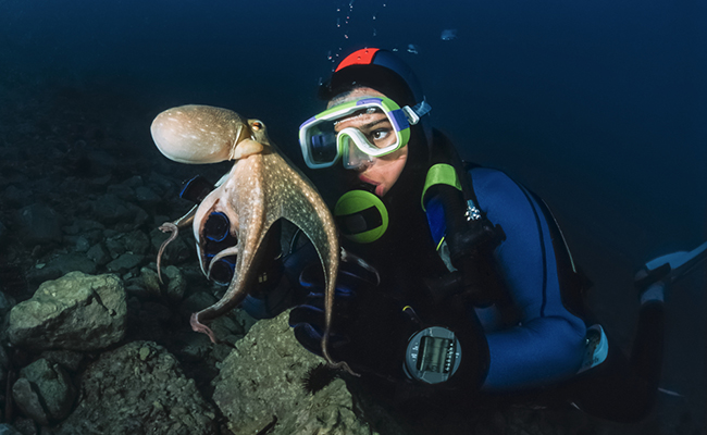 Watch This Tiny Octopus Viciously Attack Some Idiot Humans