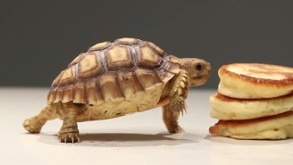 Watch These Tiny Turtles Eat Pancakes And Try Not To Explode Your Heart