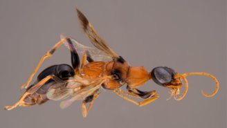 The Zombie Wasp Is So, So Much Worse Than You Think