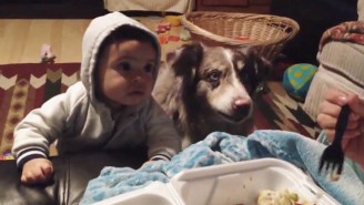This Australian Shepherd Deftly Shows Up A Baby Trying To Say ‘Mama’