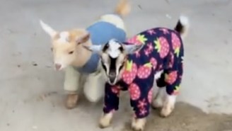 Who Wants To Watch A Couple Of Cute Baby Goats Bounce Around In Pajamas?