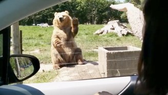 Watch This Friendly Waving Bear Catch Some Bread Like It’s Nothing