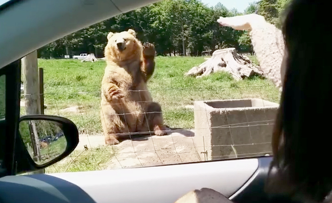 Watch This Friendly Waving Bear Catch Some Bread Like Its Nothing 