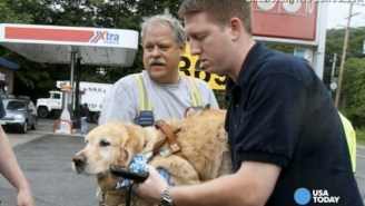 This Hero Service Dog Leaped In Front Of A Bus To Protect His Blind Owner