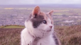 This Guy Made The Most Beautiful Video Of Him Climbing A Mountain With His Blind Cat