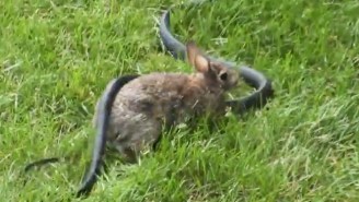 This Protective Momma Rabbit Beats The Crap Out Of A Snake To Save Her Babies