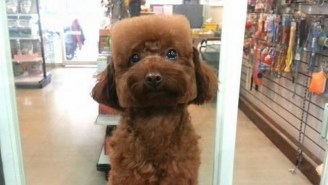 People In Japan Are Shaving Dogs Into Cubes Now