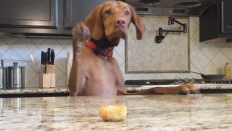 Enjoy This Supercut Of Dogs That Just Can’t Reach The Thing On The Table
