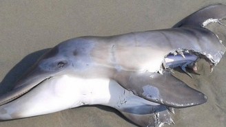 This Half-Eaten Dolphin Is Proof That The Ocean Isn’t For Us Mere Mortals