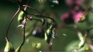 Watch Some Hardcore Plants Explode Like Bombs When They’re Touched