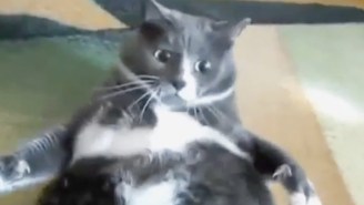 This Angry Fat Cat That’s Too Fat To Move Is Your Monday Morning In A Nutshell