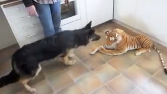 This German Shepherd Is Completely Losing Its Mind Over A Stuffed Tiger