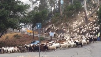 Watch These Hungry Goats Voraciously Stampede Their Way To Dinner