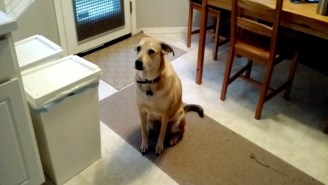 This Good Dog Goes Bonkers When Food Is Served, But Manners Win Out In The End