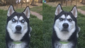 This Woman Captured The Exact Moment Her Dog Wanted To Murder Her
