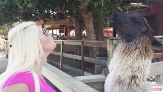 It Does Not End Well For This Blonde Lady Making Kissy Faces At A Llama