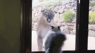 This Brave Housecat Is Ready To Throw Down With A Mountain Lion