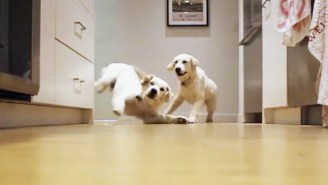 Nothing Is Cuter Than These Puppies Running For Their Dinner In Time-Lapse