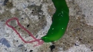 A Fisherman In Taiwan Accidentally Just Caught The Creepiest, Alien-Like Worm