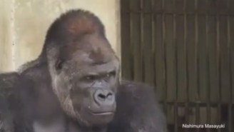 Americans Are Now Also Freaking Out About The World’s Hottest, Sexiest Gorilla